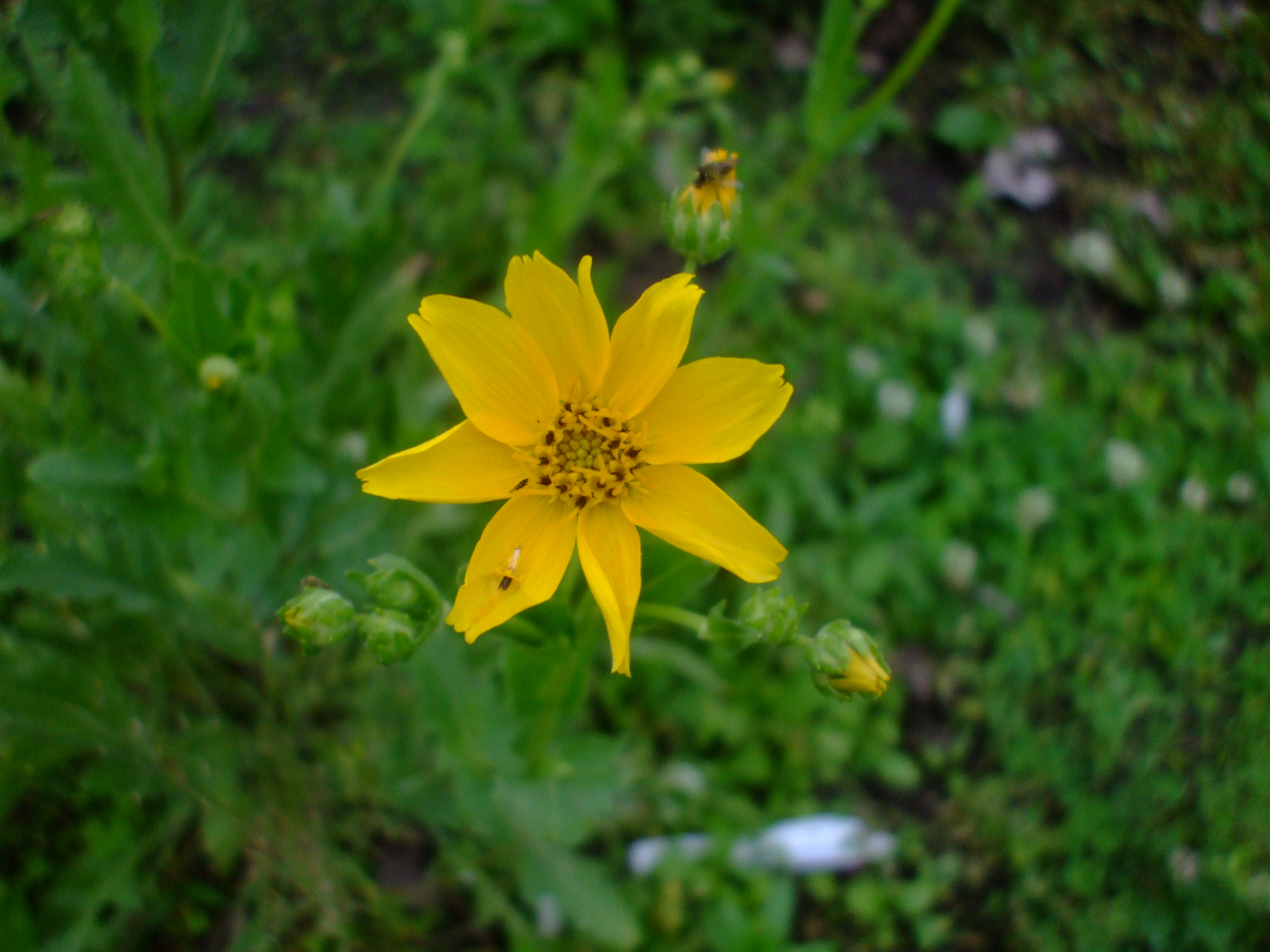 Engelmannia peristenia